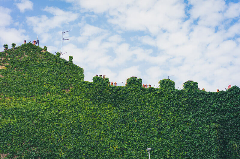 mur végétal